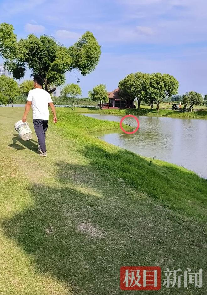 鹅脱群郁郁寡欢专家：动物情感问题不好解决pg电子中文模拟器公天鹅情变有新欢母天(图5)