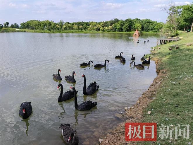 鹅脱群郁郁寡欢专家：动物情感问题不好解决pg电子中文模拟器公天鹅情变有新欢母天(图4)