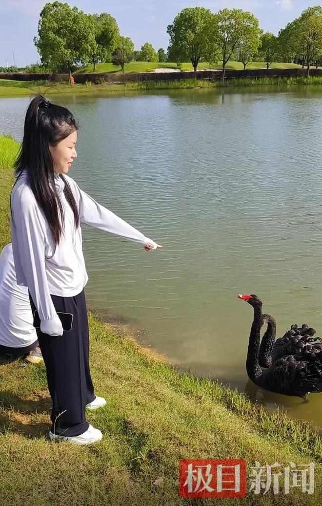 鹅脱群郁郁寡欢专家：动物情感问题不好解决pg电子中文模拟器公天鹅情变有新欢母天(图8)