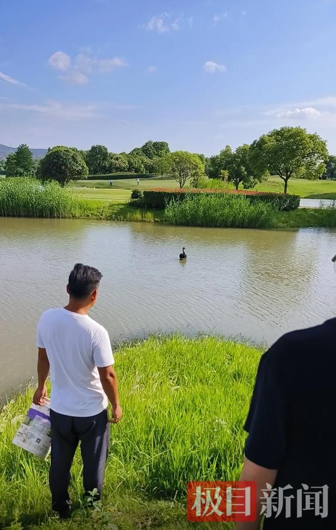 鹅脱群郁郁寡欢专家：动物情感问题不好解决pg电子中文模拟器公天鹅情变有新欢母天(图9)